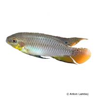 Roloffs Prachtbarsch (Pelvicachromis roloffi)
