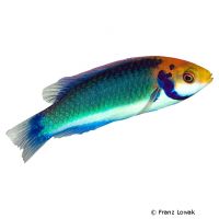 Rotaugen-Zwerglippfisch (Cirrhilabrus solorensis)