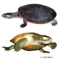Rotbauch-Spitzkopfschildkröte (Emydura subglobosa)