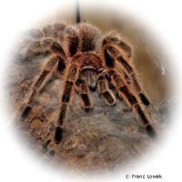 Rote Chile-Vogelspinne (Grammostola rosea)