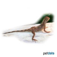 Rote Stachelagame (Agama aculeata)