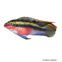 Roter Königscichlide (Pelvicachromis sacrimontis)