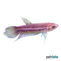 Roter Kampffisch (Betta coccina)