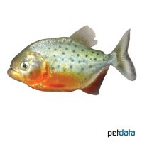 Roter Piranha (Pygocentrus nattereri)