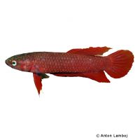 Roter Zwergkampffisch (Betta rutilans)