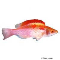 Rotflossen-Zwerglippfisch (Cirrhilabrus adornatus)