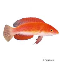 Rotflossen-Zwerglippfisch (Cirrhilabrus rubripinnis)
