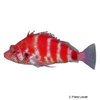 Rotgebänderter Korallenwächter (Cirrhitops fasciatus)