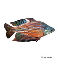 Rotgestreifter Regenbogenfisch (Melanotaenia rubrostriata)