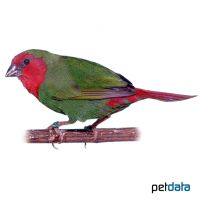 Rotkopf-Papageiamadine (Erythrura psittacea)