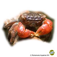 Rotscheren-Krabbe (Parasesarma bidens)