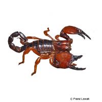Rotscheren Skorpion (Pandinoides cavimanus)