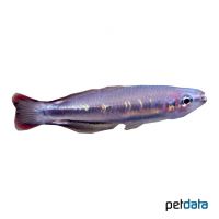 Rotschwanz-Ährenfisch (Bedotia geayi)