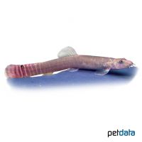 Rotschwanz-Streifenschmerle (Aborichthys elongatus)