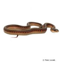 Rotseitige Strumpfbandnatter (Thamnophis sirtalis parietalis)