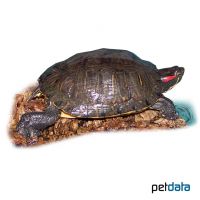 Rotwangen-Schmuckschildkröte (Trachemys scripta elegans)