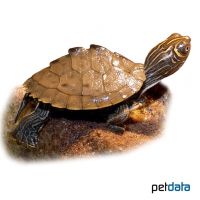 Sabine-Höckerschildkröte (Graptemys ouachitensis sabinensis)