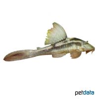 Salvador-Cochliodon (Hypostomus cochliodon)