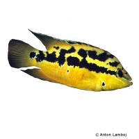 Salvins Buntbarsch (Trichromis salvini)