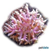 Samt-Porenkoralle (SPS) (Montipora stellata)