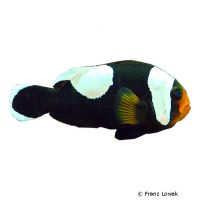 Sattelfleck-Anemonenfisch (Amphiprion polymnus)