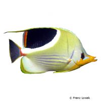 Sattelfleck-Falterfisch (Chaetodon ephippium)