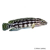 Schachbrett-Schlankcichlide Kalambo (Julidochromis marlieri 'Kalambo')