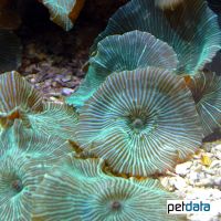 Scheibenanemone Gestreift (Discosoma sp.)