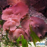 Scheibenanemone Pink (Discosoma sp.)