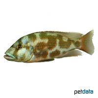 Schläfer (Nimbochromis livingstonii)