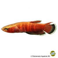 Schlangenkopf-Kampffisch (Betta channoides)