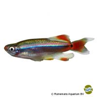 Schleier-Kardinalfisch (Tanichthys albonubes 'Schleier')