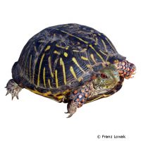 Schmuck-Dosenschildkröte (Terrapene ornata)