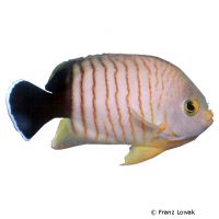 Schmuck-Zwergkaiserfisch (Centropyge eibli)