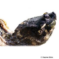 Schnappschildkröte (Chelydra serpentina)
