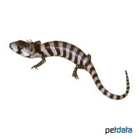 Schneckenskink (Cyclodomorphus gerrardii)