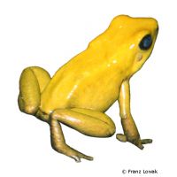 Schrecklicher Pfeilgiftfrosch (Phyllobates terribilis)