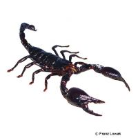 Schwarzer Laos-Skorpion (Heterometrus laoticus)