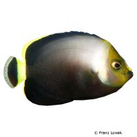 Schwarzer Samtkaiserfisch (Chaetodontoplus melanosoma)