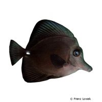 Schwarzer Segeldoktorfisch (Zebrasoma rostratum)