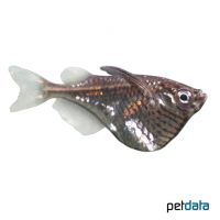 Schwarzschwingen-Beilbauchfisch (Carnegiella marthae)