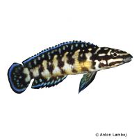 Schwarzweißer Schlankcichlide Gombi (Julidochromis transcriptus 'Gombi')