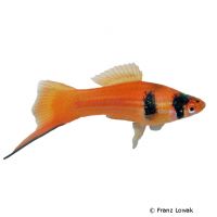 Schwertträger-Koi (Xiphophorus hellerii var.)