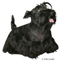 Scottish Terrier ()