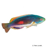 Scotts Zwerglippfisch (Cirrhilabrus scottorum)