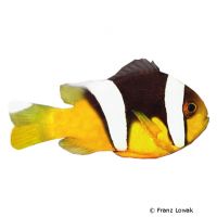 Sebae-Anemonenfisch (Amphiprion sebae)