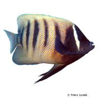 Sechsbinden-Kaiserfisch (Pomacanthus sexstriatus)