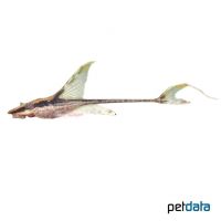 Segelflossen-Bartwels (Sturisomatichthys festivum)