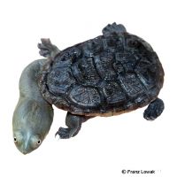 Siebenrock-Schlangenhalsschildkröte (Chelodina siebenrocki)
