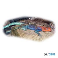 Siedleragame (Agama agama)